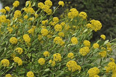 Des images de diffrentes plantes